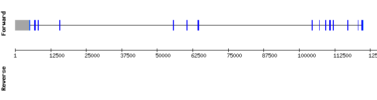 gene structure