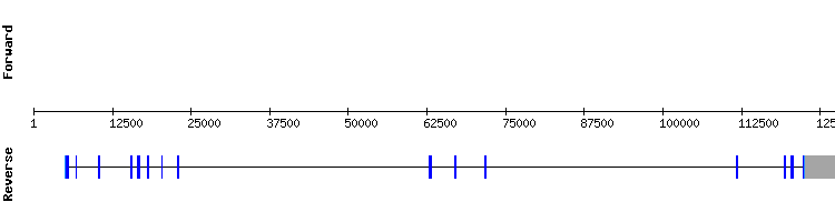 gene structure