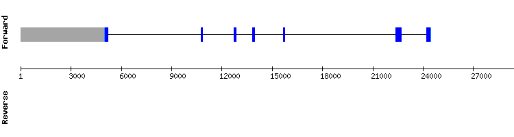 gene structure