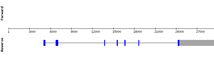 gene structure