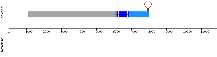 gene structure