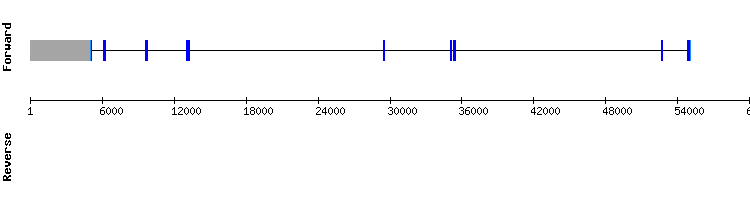 gene structure