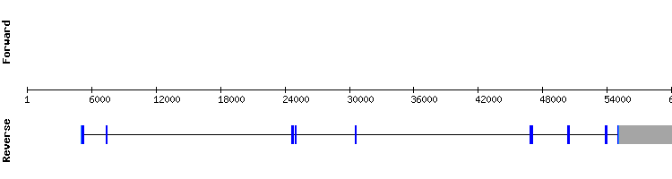 gene structure