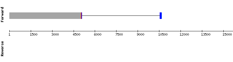 gene structure