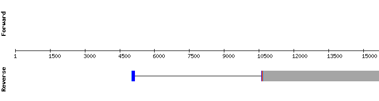 gene structure