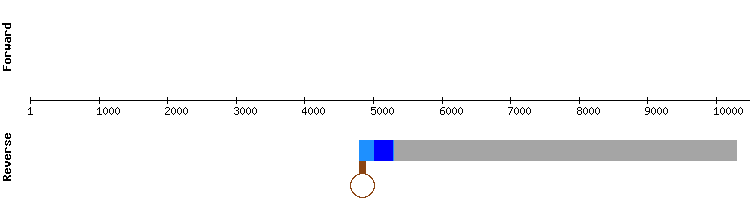 gene structure