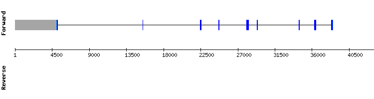 gene structure