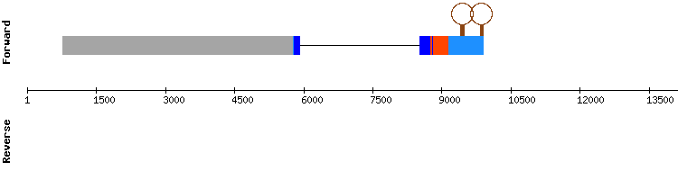 gene structure