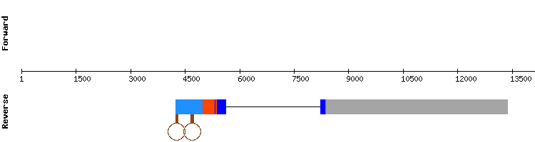 gene structure