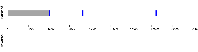 gene structure