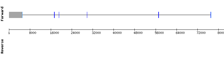 gene structure