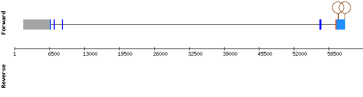 gene structure
