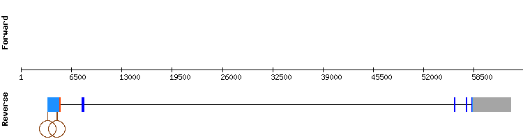 gene structure