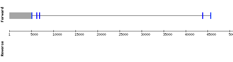 gene structure