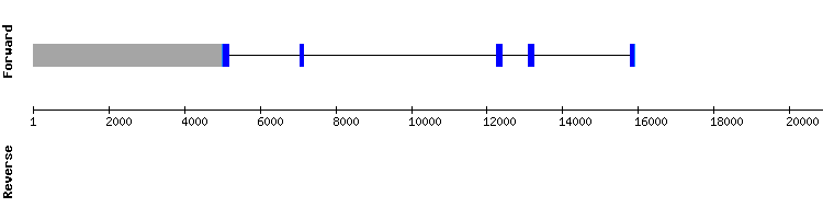 gene structure
