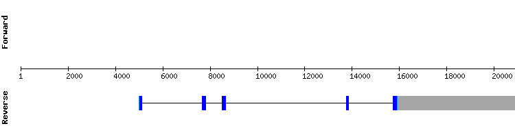gene structure