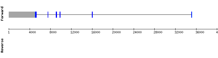 gene structure
