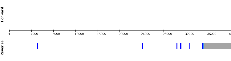 gene structure