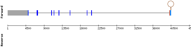gene structure