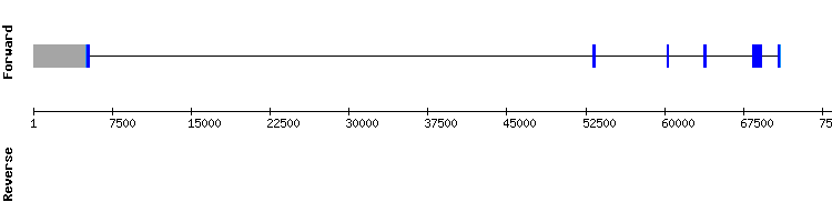 gene structure