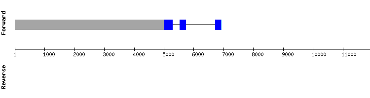 gene structure