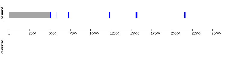 gene structure