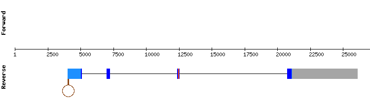 gene structure