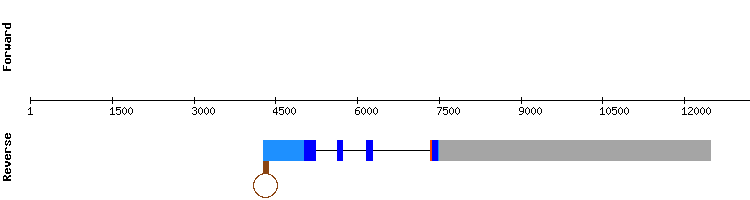gene structure