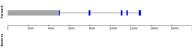 gene structure