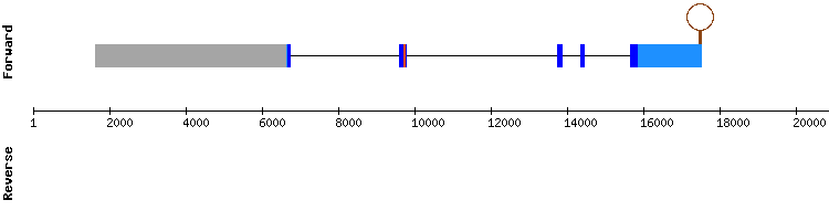 gene structure