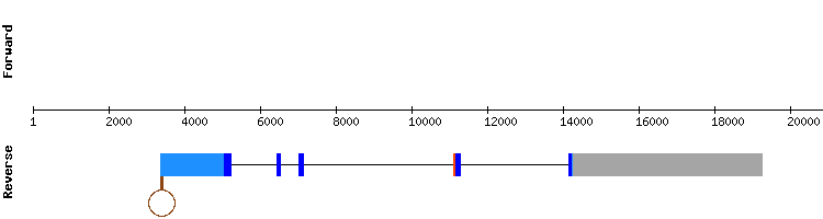 gene structure