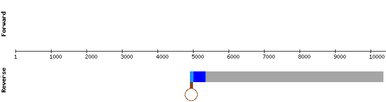 gene structure