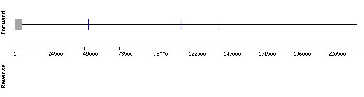 gene structure