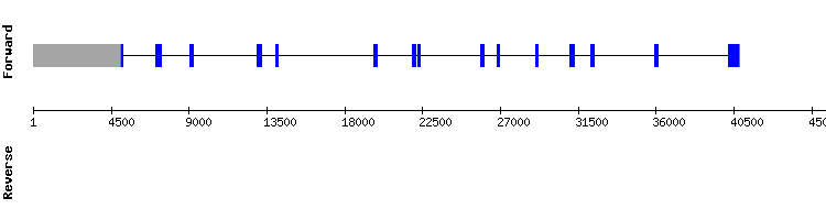 gene structure
