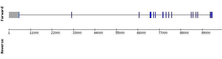 gene structure