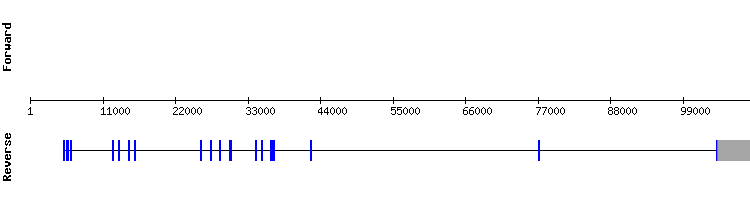 gene structure