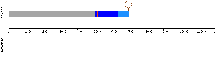 gene structure
