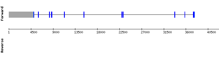 gene structure