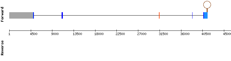 gene structure