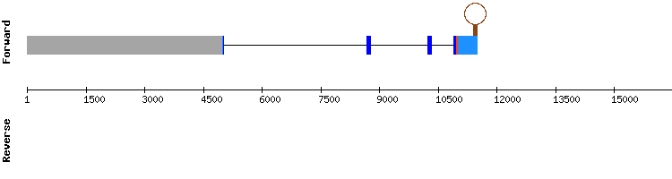 gene structure