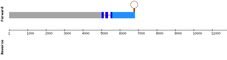 gene structure