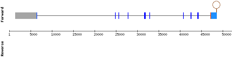 gene structure