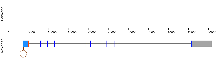 gene structure
