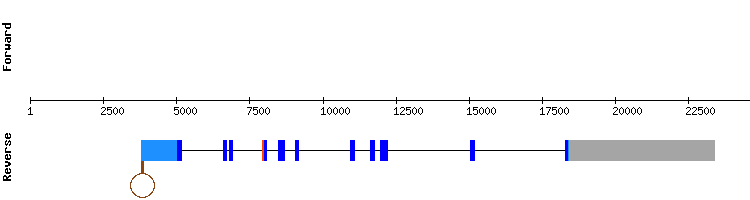 gene structure