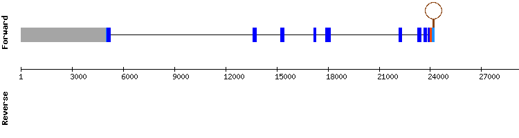 gene structure