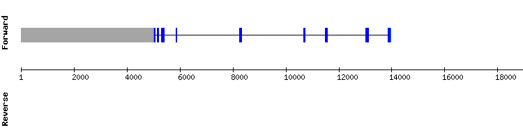 gene structure
