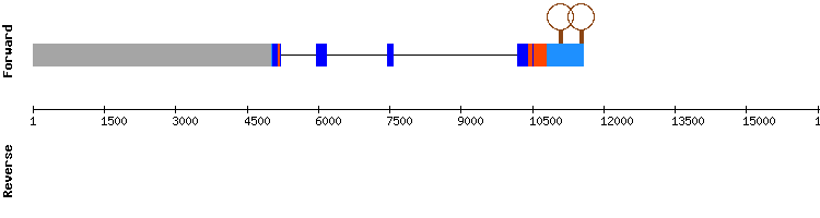 gene structure