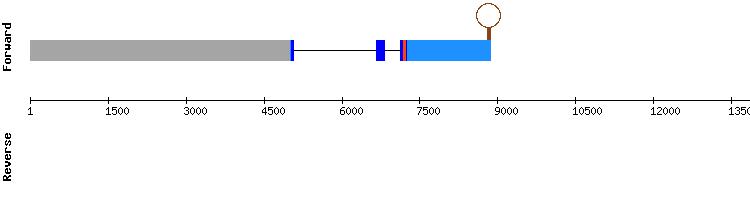 gene structure