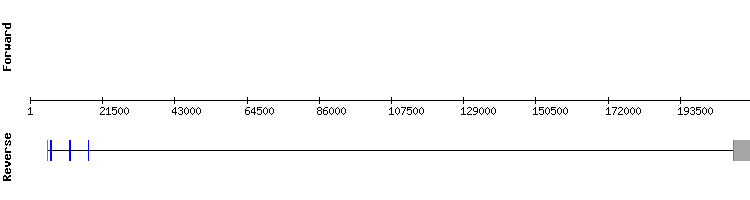 gene structure