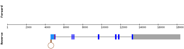 gene structure
